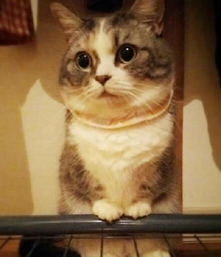 猫界“萌神”：曼基康 网友直称太可爱了(图3)