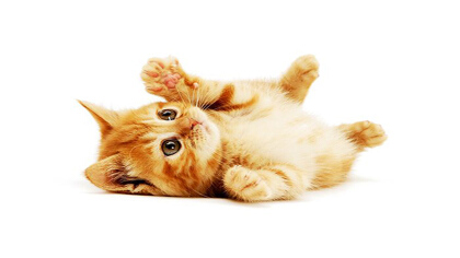 小猫脐带一段时间容易脱落(图1)