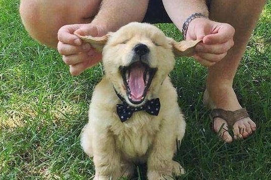 注意到别人狗狗时 千万不能做这几件“蠢事” 会让人更讨厌(图1)