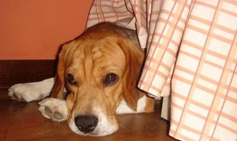 注意到别人狗狗时 千万不能做这几件“蠢事” 会让人更讨厌(图2)