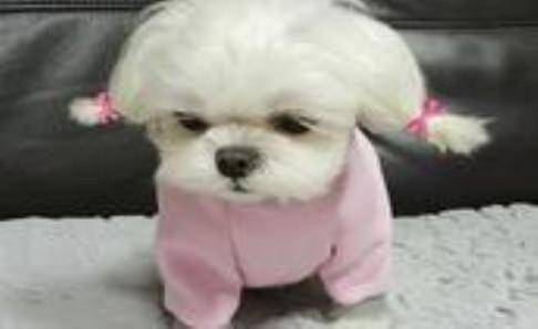 马尔济斯犬好养吗？以前养它会如此容易(图1)