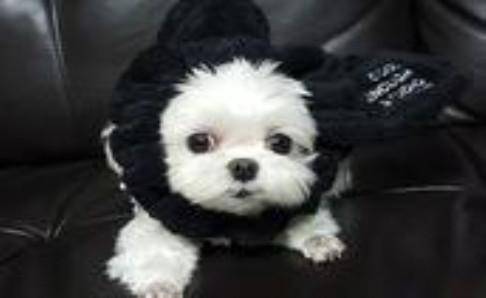 马尔济斯犬好养吗？以前养它会如此容易(图2)