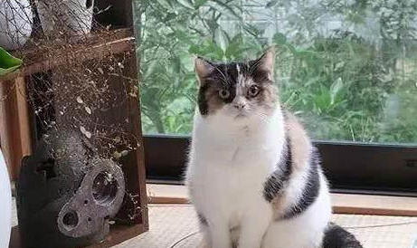 画个圈就能圈住猫咪是真有吗？你别跟我玩笑！(图1)