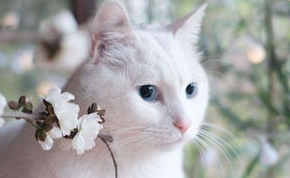 画个圈就能圈住猫咪是真有吗？你别跟我玩笑！(图2)