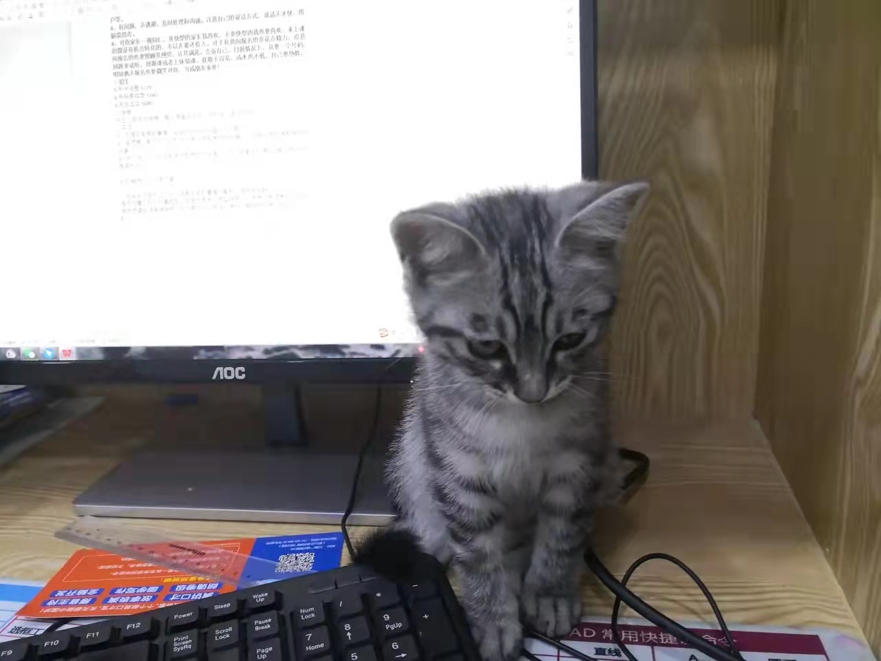 家里有只让人既爱又恨的猫咪——它叫布丁(图1)