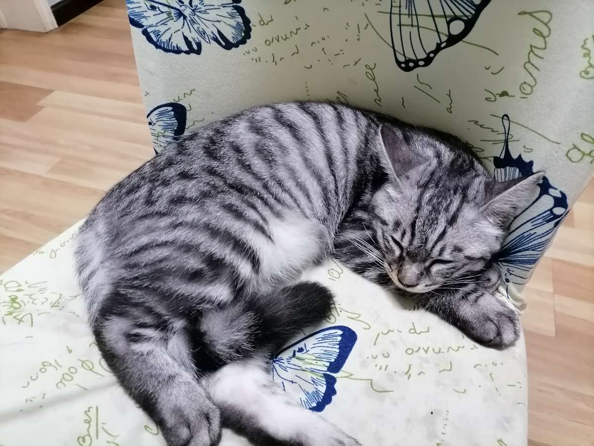 家里有只让人既爱又恨的猫咪——它叫布丁(图2)
