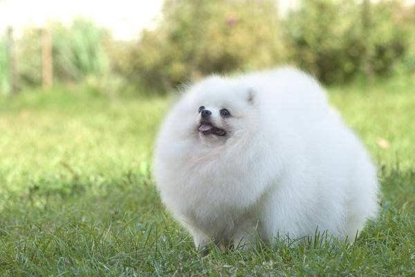 博美不爱喝水该怎么办？可能是养成 也许是是身体原因(图1)