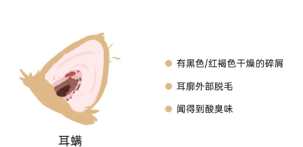 一个伤猫咪耳朵的习惯 你可能会一天都在做(图3)