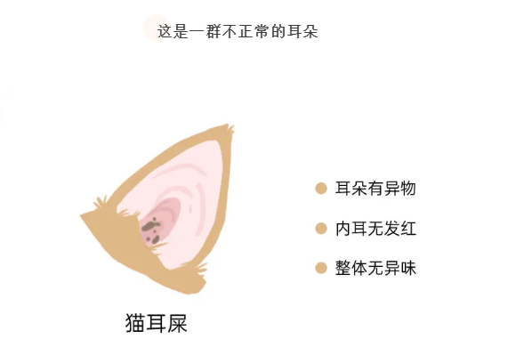 一个伤猫咪耳朵的习惯 你可能会一天都在做(图2)