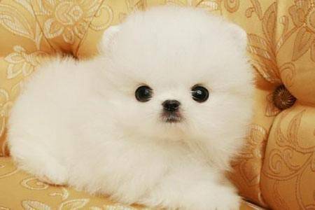 博美狗生产注意事项 多再注意下这几点就行了(图1)