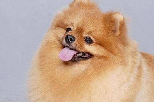 博美狗生产注意事项 多再注意下这几点就行了(图3)