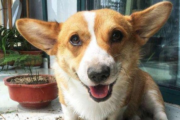 狗界中的动迁“几大巨星” 谁养谁非常崩溃！是你的在养吗？(图1)