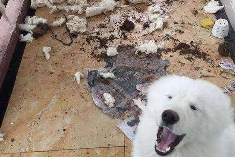 狗界中的动迁“几大巨星” 谁养谁非常崩溃！是你的在养吗？(图2)