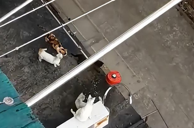 上海一大爷因疫情清新素雅 用妙招投喂方式流浪猫 网友看后纷纷大呼暖心(图2)