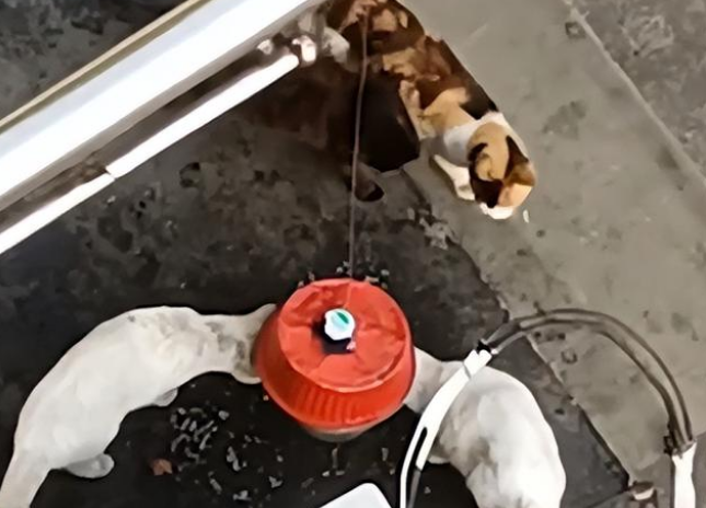 上海一大爷因疫情清新素雅 用妙招投喂方式流浪猫 网友看后纷纷大呼暖心(图3)