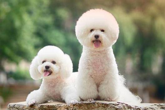 黑色博美和比熊的区别 光看外表就区分就不大(图2)