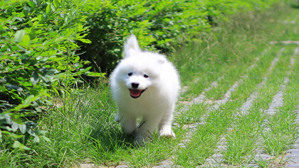 萨摩耶串串儿特征(图1)