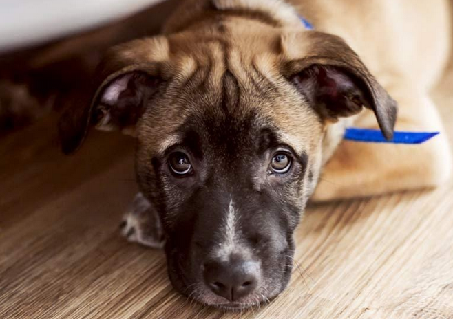 狗狗“最畏惧”的5件事 你知道几个？(图1)