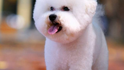 比熊耳朵立起是纯种吗(图1)