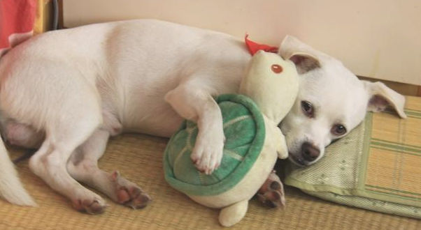 狗狗在晚间叫不断地 多与这三个要素相关 得再想办法能解决了(图1)