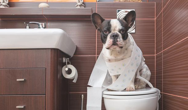 狗狗在晚间叫不断地 多与这三个要素相关 得再想办法能解决了(图2)