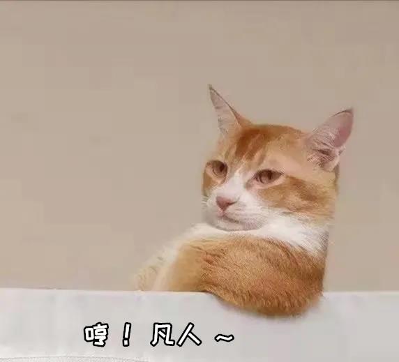 猫咪“劫持”飞机致其迫降 看样子喵星人统治地球的速度又更快了！(图1)