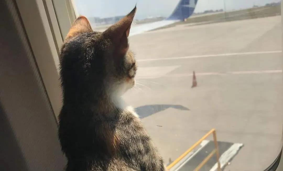 猫咪“劫持”飞机致其迫降 看样子喵星人统治地球的速度又更快了！(图3)