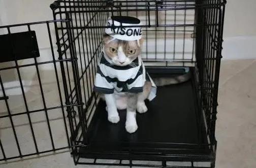 猫咪“劫持”飞机致其迫降 看样子喵星人统治地球的速度又更快了！(图5)