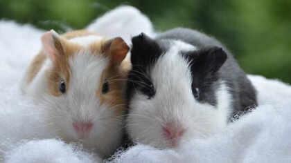 荷兰猪究竟有没有会不会猪(图1)