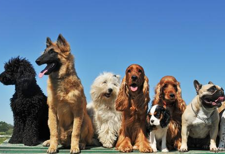 两次养宠物可以多问以下内容 所有狗狗都可用哦！(图1)