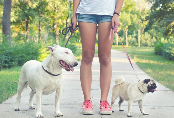 两次养宠物可以多问以下内容 所有狗狗都可用哦！(图2)