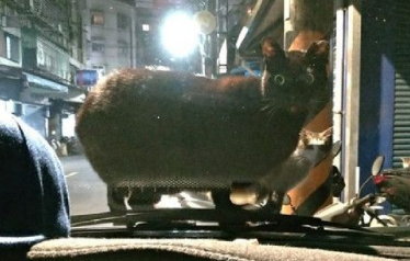 胖猫即将降临引擎盖大眼呆滞怎么有人在这？(图1)