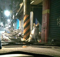 胖猫即将降临引擎盖大眼呆滞怎么有人在这？(图2)