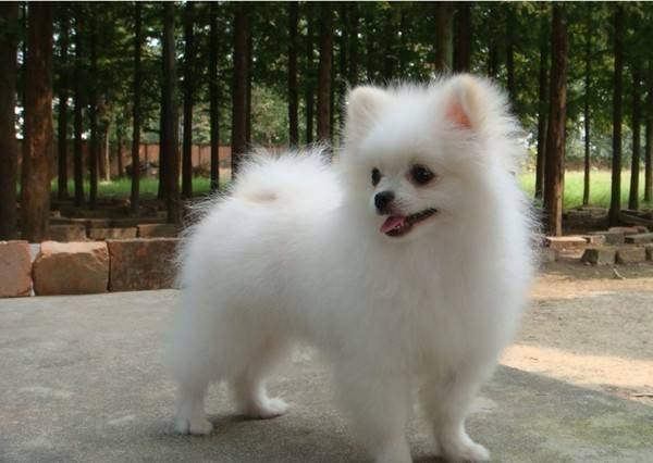 博美补钙吃什么好？饮食重点药物主辅结合(图2)