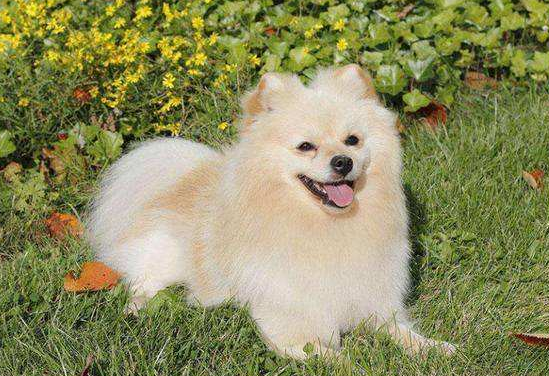 博美补钙吃什么好？饮食重点药物主辅结合(图1)