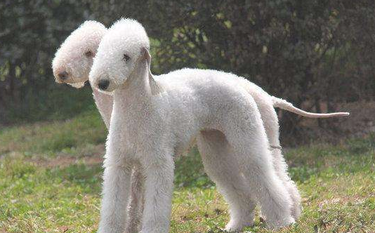 汪星人圈的小众群体梗类犬 其包含的犬种你都没听过吗？(图2)