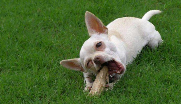 这5种狗狗脾气的很的大 如果惹它生气发火了 甚至主人可以说必须进攻(图1)