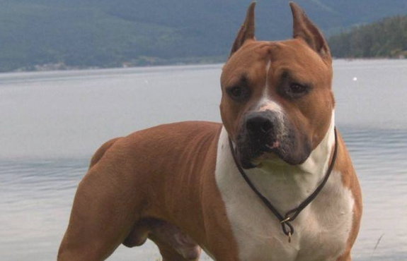 这5种狗狗脾气的很的大 如果惹它生气发火了 甚至主人可以说必须进攻(图2)