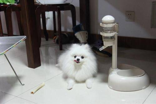 博美不吃东西总是睡觉时候 该送医院肯定得送医院(图1)