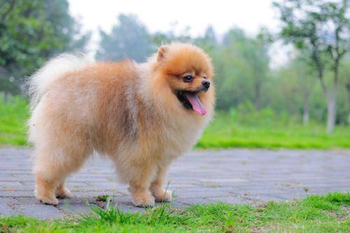 博美不吃东西总是睡觉时候 该送医院肯定得送医院(图2)