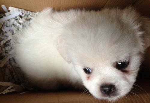 博美不吃东西总是睡觉时候 该送医院肯定得送医院(图3)