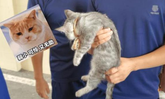 猫头被手镯卡在那里了 消防员却口中发出灵魂拷问：保猫还是保镯子？(图2)