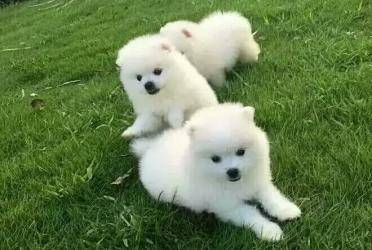 博美宠物狗是可以吃米饭吗？关键之处本质一个份量(图1)