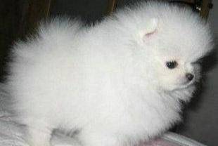 博美宠物狗是可以吃米饭吗？关键之处本质一个份量(图3)