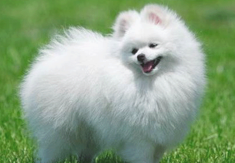 狗狗拉稀拉水咋办？你必须明白！(图1)