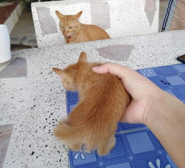 捡了只小橘猫带回去家 家里的大橘竟吃醋了！猫：有我一个太差吗？(图3)