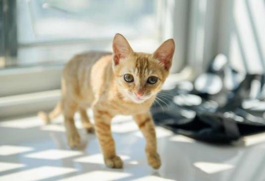 捡了只小橘猫带回去家 家里的大橘竟吃醋了！猫：有我一个太差吗？(图1)