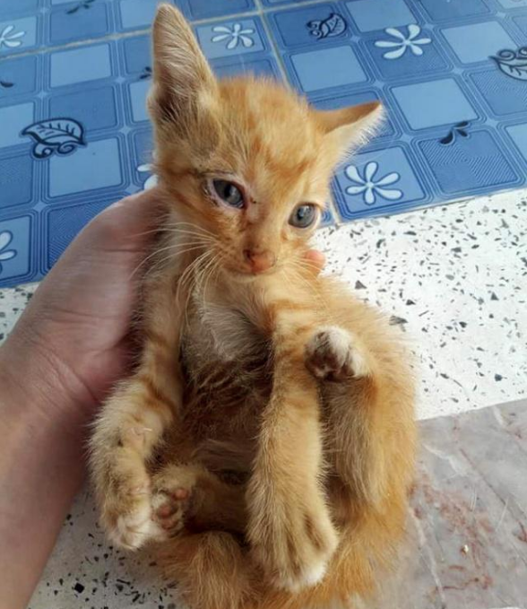 捡了只小橘猫带回去家 家里的大橘竟吃醋了！猫：有我一个太差吗？(图2)