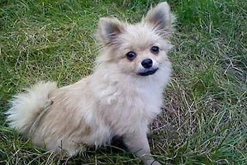 博美掉毛有没皮肤病 依据什么情况来判断(图1)