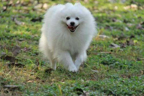 博美掉毛有没皮肤病 依据什么情况来判断(图3)